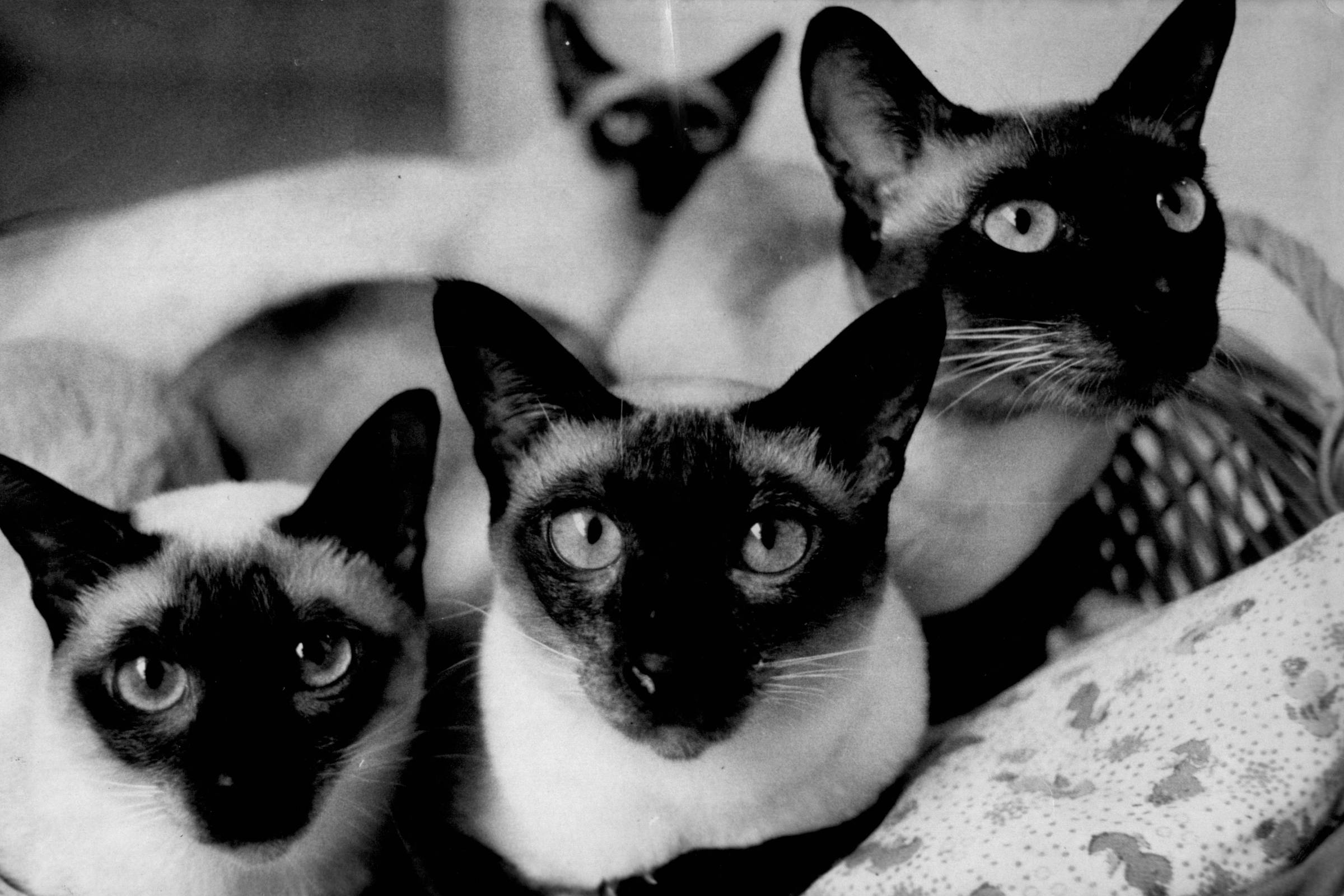 Quatro gatos da raça Siamês estão juntos em um ambiente interno. Três estão em primeiro plano olhando diretamente para a câmera, e um está ao fundo parcialmente desfocado. Eles estão sobre uma superfície com tecido estampado e uma cesta de vime visível à direita.