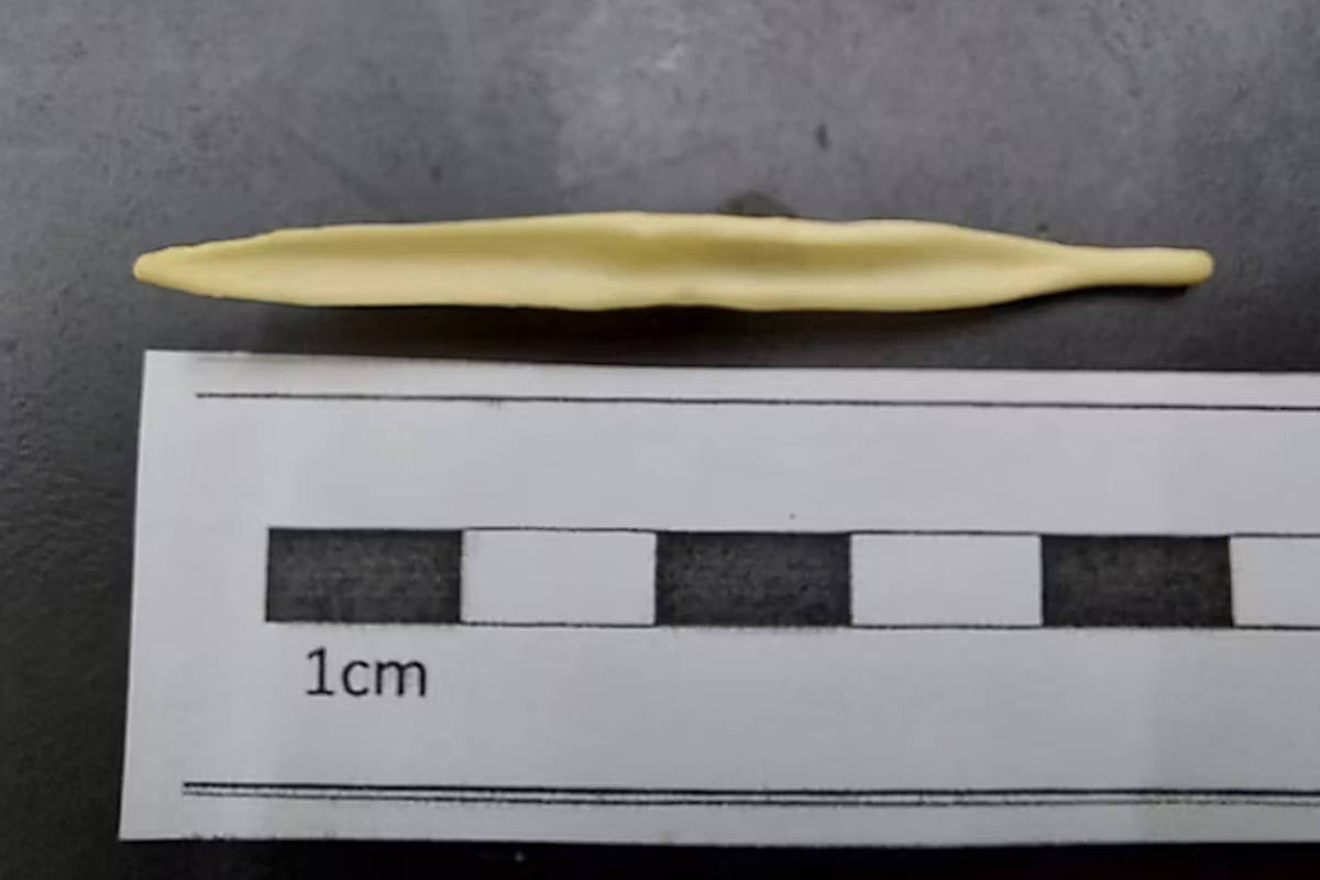 Objeto alongado e fino, com superfície irregular, posicionado horizontalmente sobre uma régua com marcação de 1 cm para escala. O objeto tem aproximadamente 6 cm de comprimento e está sobre fundo escuro.