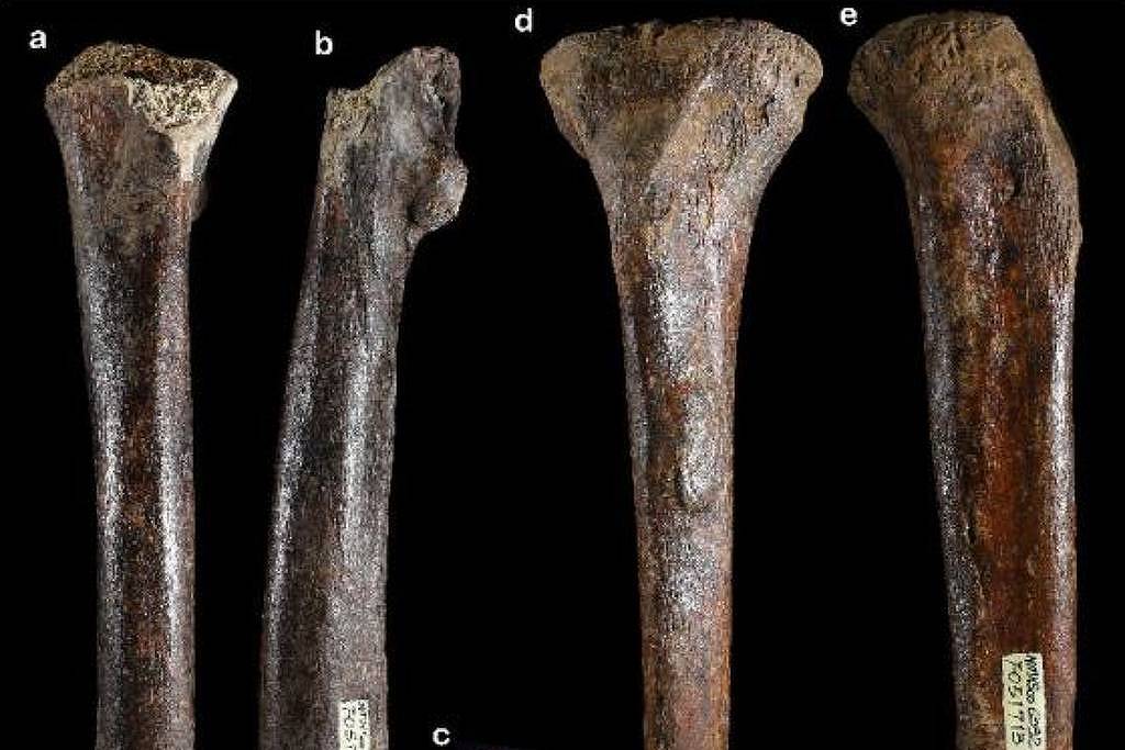 Denisovanos: novos ossos descobertos ampliam mistério - 25/08/2026 - Ciência
