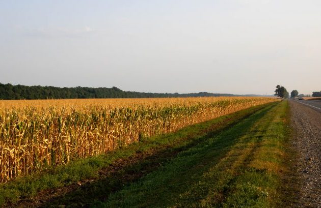Lavoura à margem da rodovia