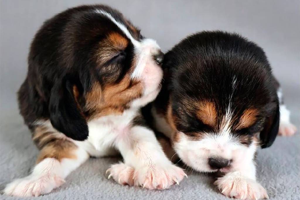 Dois filhotes de cachorro com pelagem preta, branca e marrom estão deitados sobre uma superfície cinza. Um filhote está encostando o focinho no outro, que está com os olhos fechados.