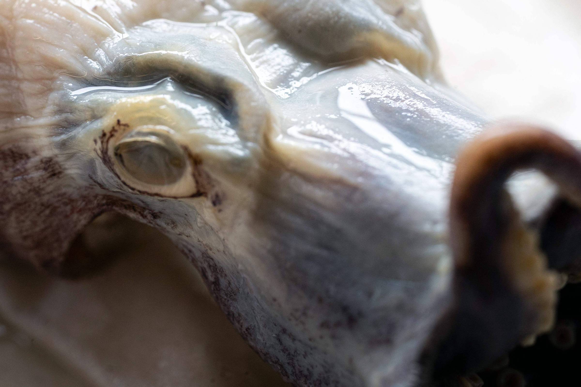 Close-up do rosto de um polvo com foco na textura úmida da pele e no olho visível, destacando detalhes da superfície e tentáculos ao fundo desfocados.