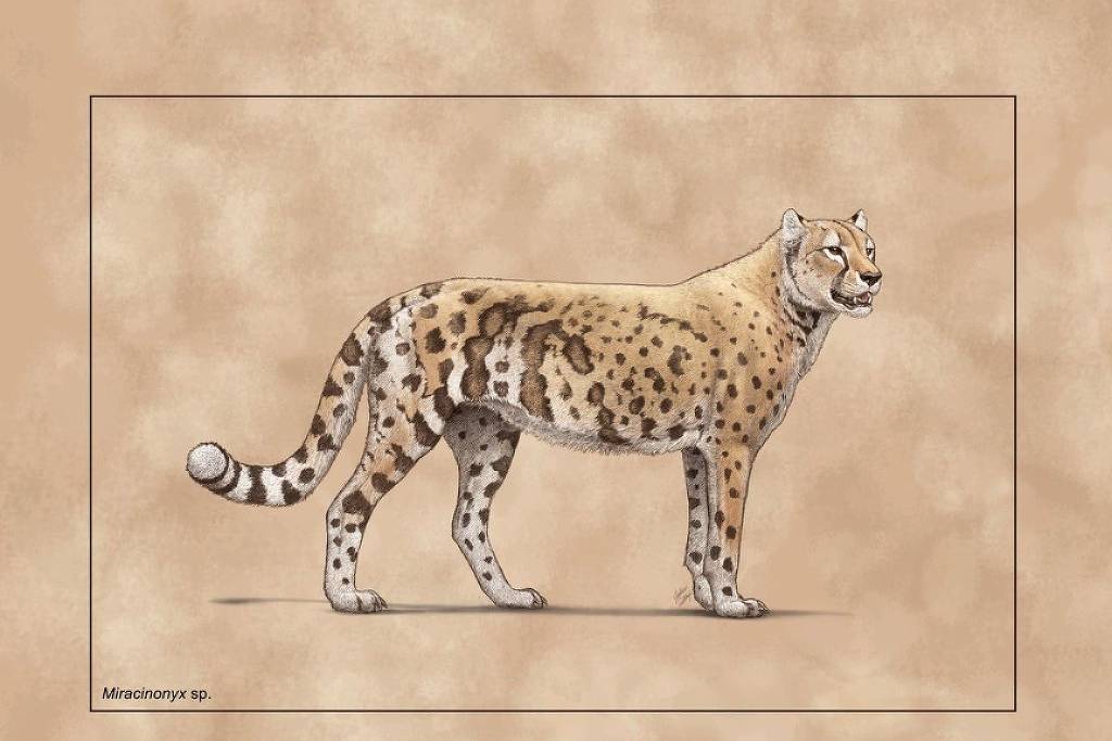 Ilustração detalhada de um felino pré-histórico Miracinonyx sp. em perfil, com pelagem amarelada e manchas escuras irregulares. O animal está em pé sobre fundo bege texturizado, exibindo cauda longa com anéis escuros e corpo robusto.