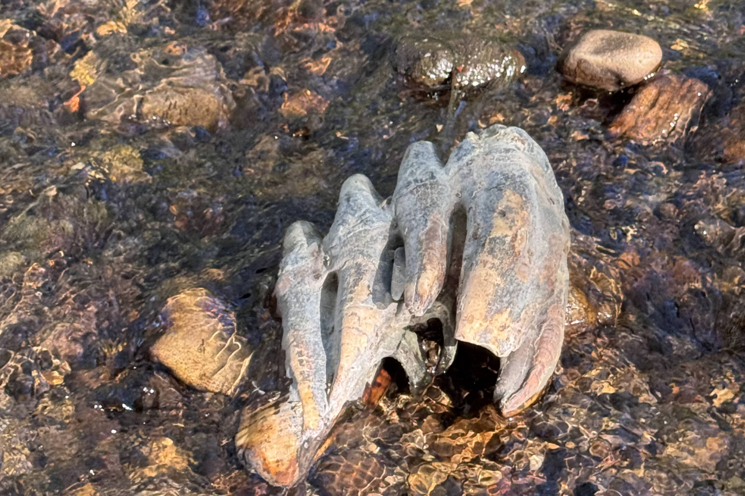 Estrutura óssea parcialmente submersa em água rasa de riacho com pedras pequenas e médias ao redor. A água é clara e reflete luz natural.