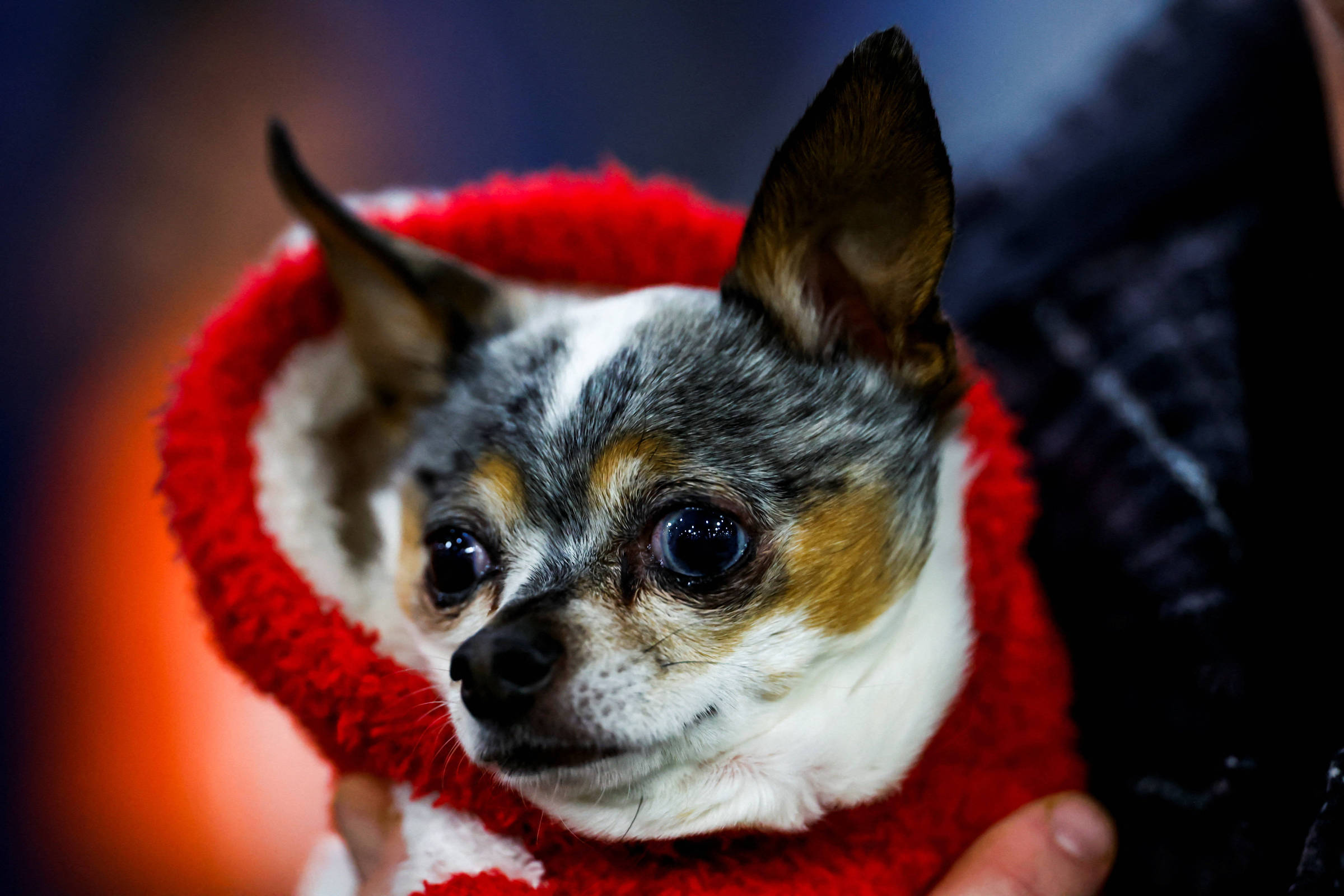 Chihuahuas são parte coiotes; talvez por isso sejam bravos - 20/09/2026 - Ciência