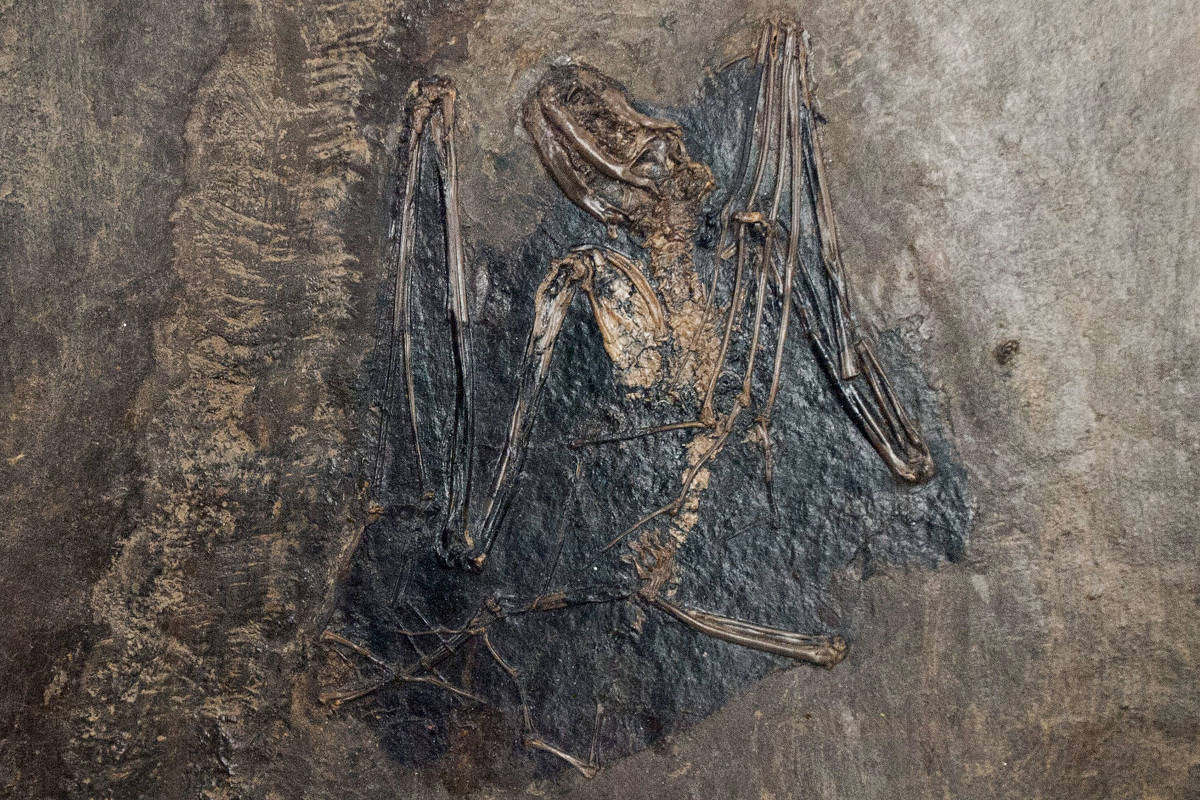 Fóssil completo de morcego com ossos das asas estendidos, preservado em matriz rochosa cinza escura. Detalhes ósseos visíveis, incluindo crânio, costelas e membros.