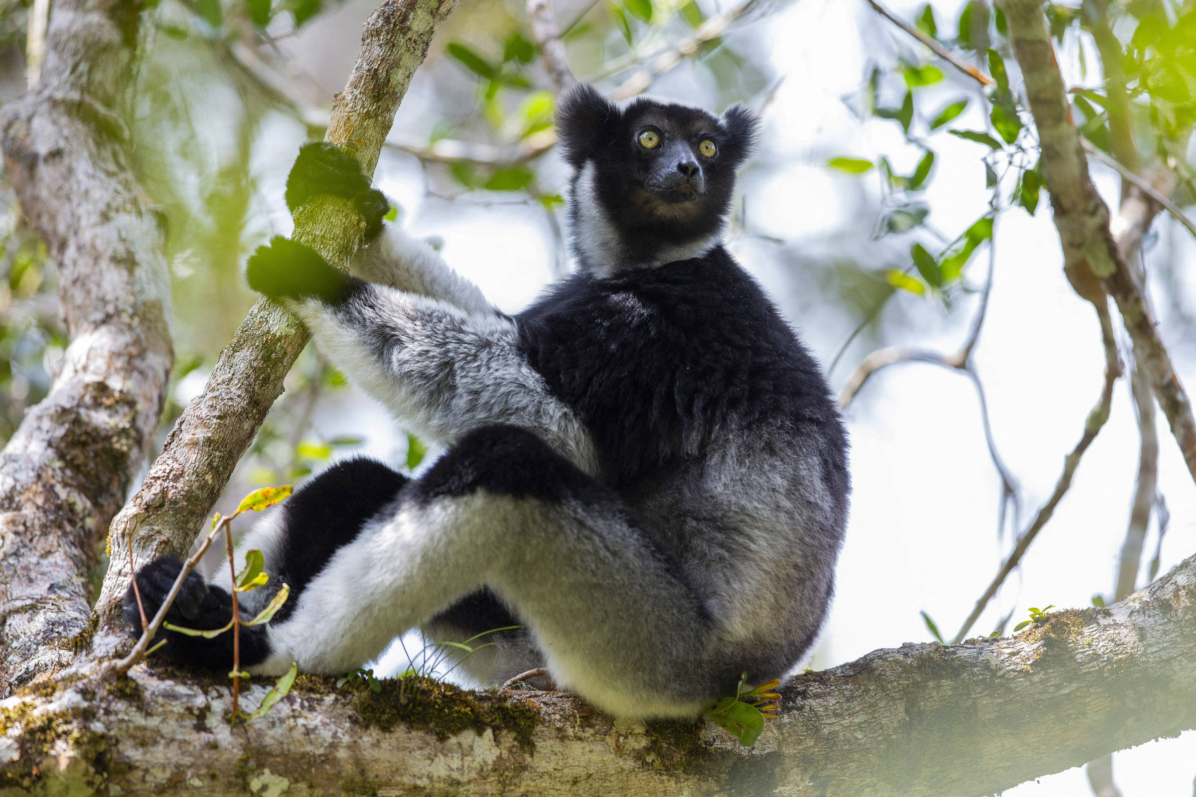 Lêmure-de-cauda-anelada com pelagem preta e branca sentado em galho de árvore cercado por folhas verdes. Olha para frente com olhos amarelos destacados.