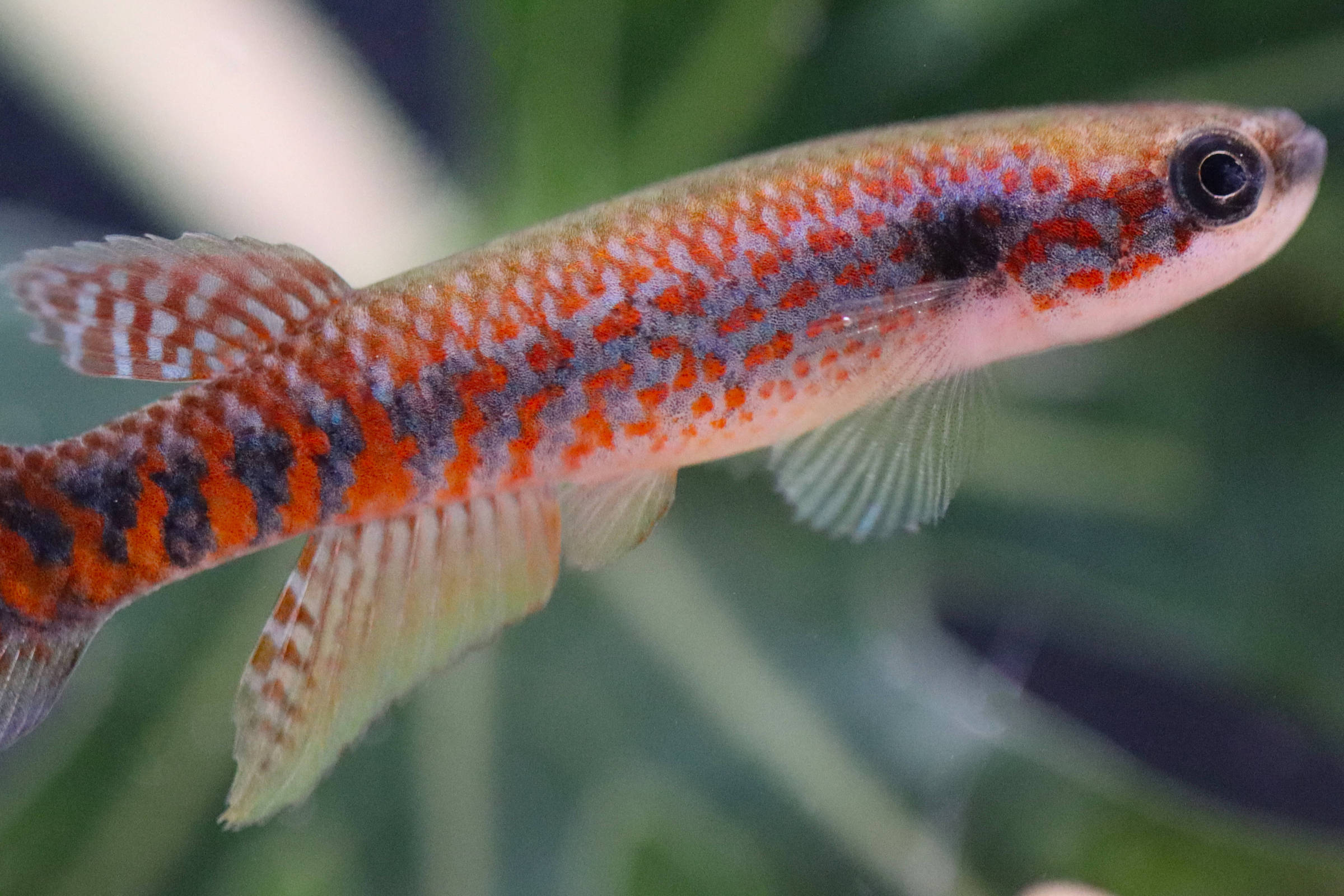 Peixe pequeno com corpo alongado exibindo manchas laranja e preto, nadando em aquário com fundo desfocado de plantas verdes.