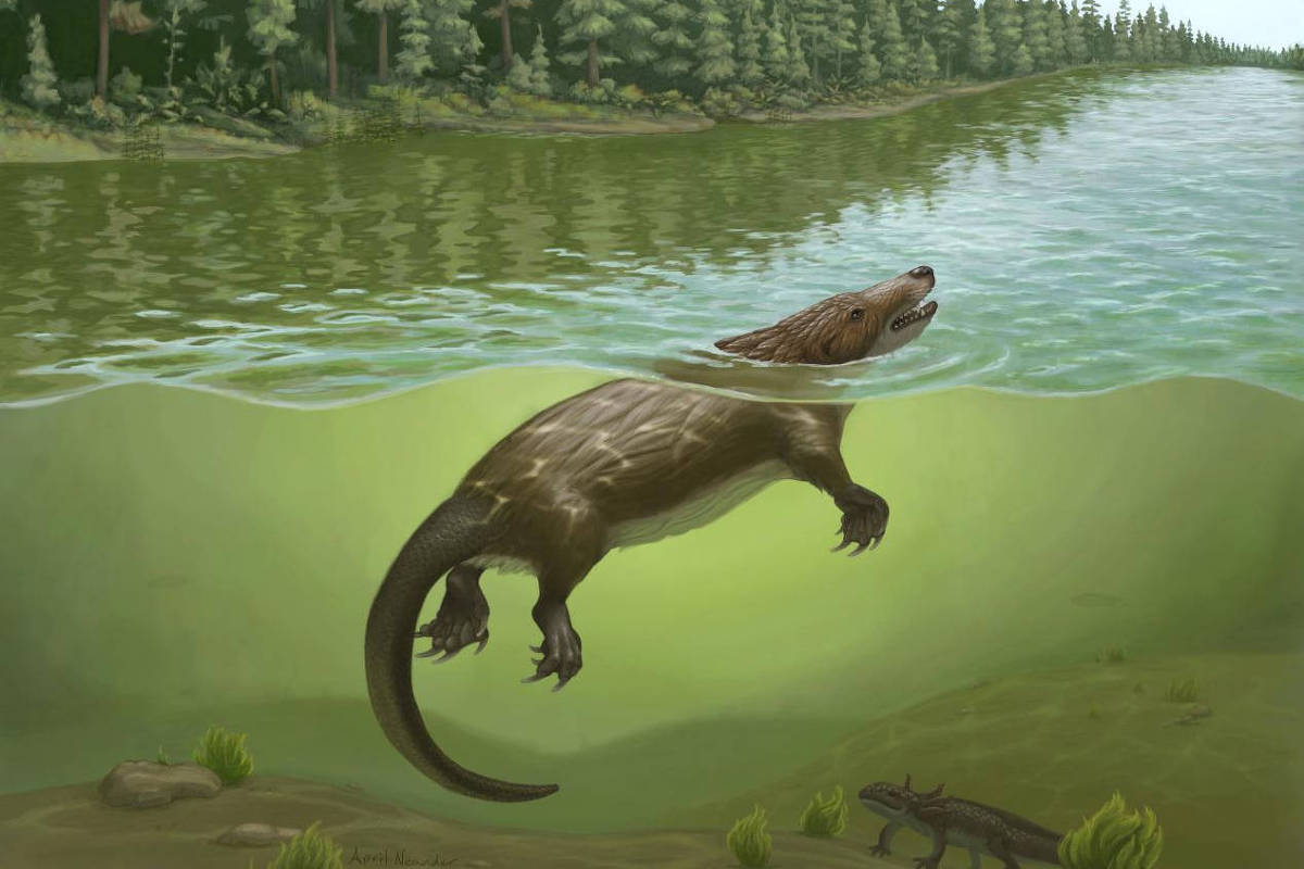 Criatura que lembra ornitorrinco viveu entre dinossauros - 19/10/2026 - Ciência