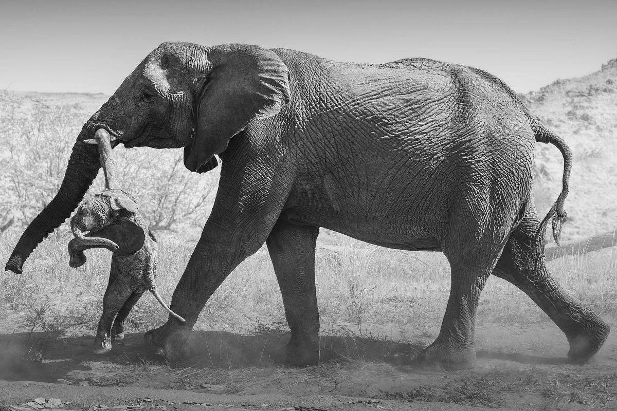 Elefante adulto caminha na savana levantando poeira enquanto segura filhote pela tromba. Vegetação seca ao fundo.