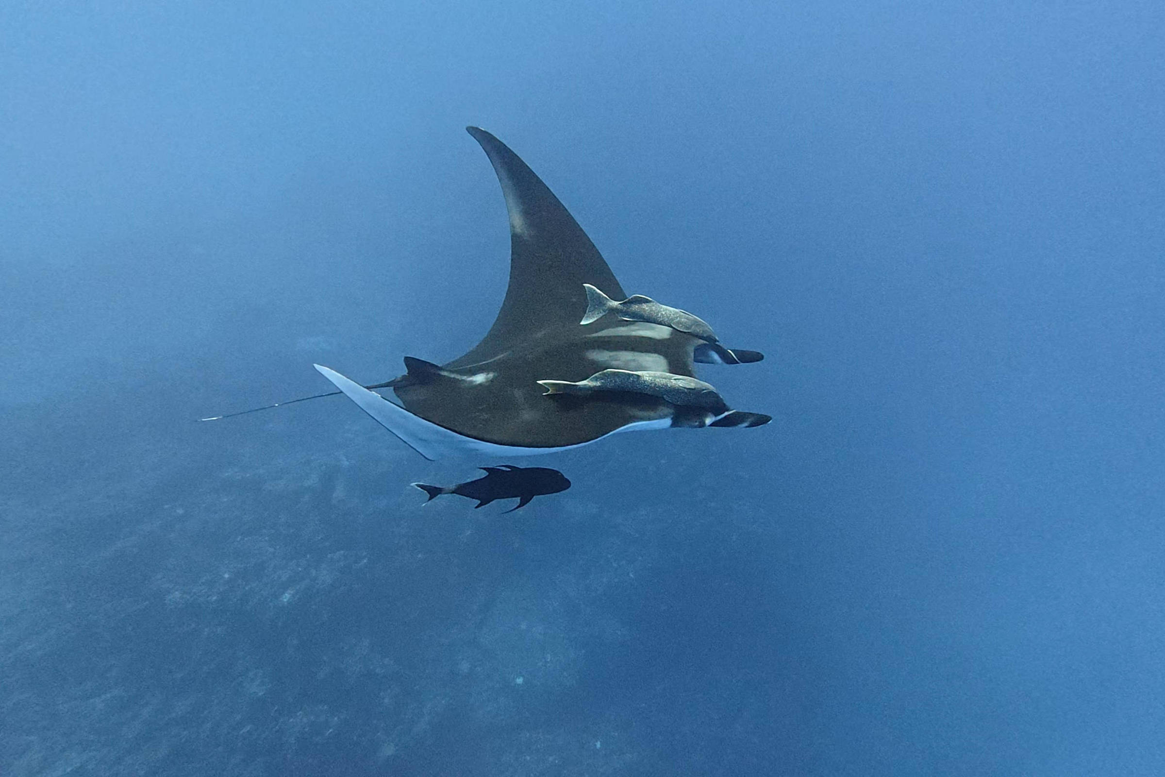 Manta gigante com asas estendidas nada em águas azuis profundas. Peixe menor acompanha próximo à parte inferior da manta.