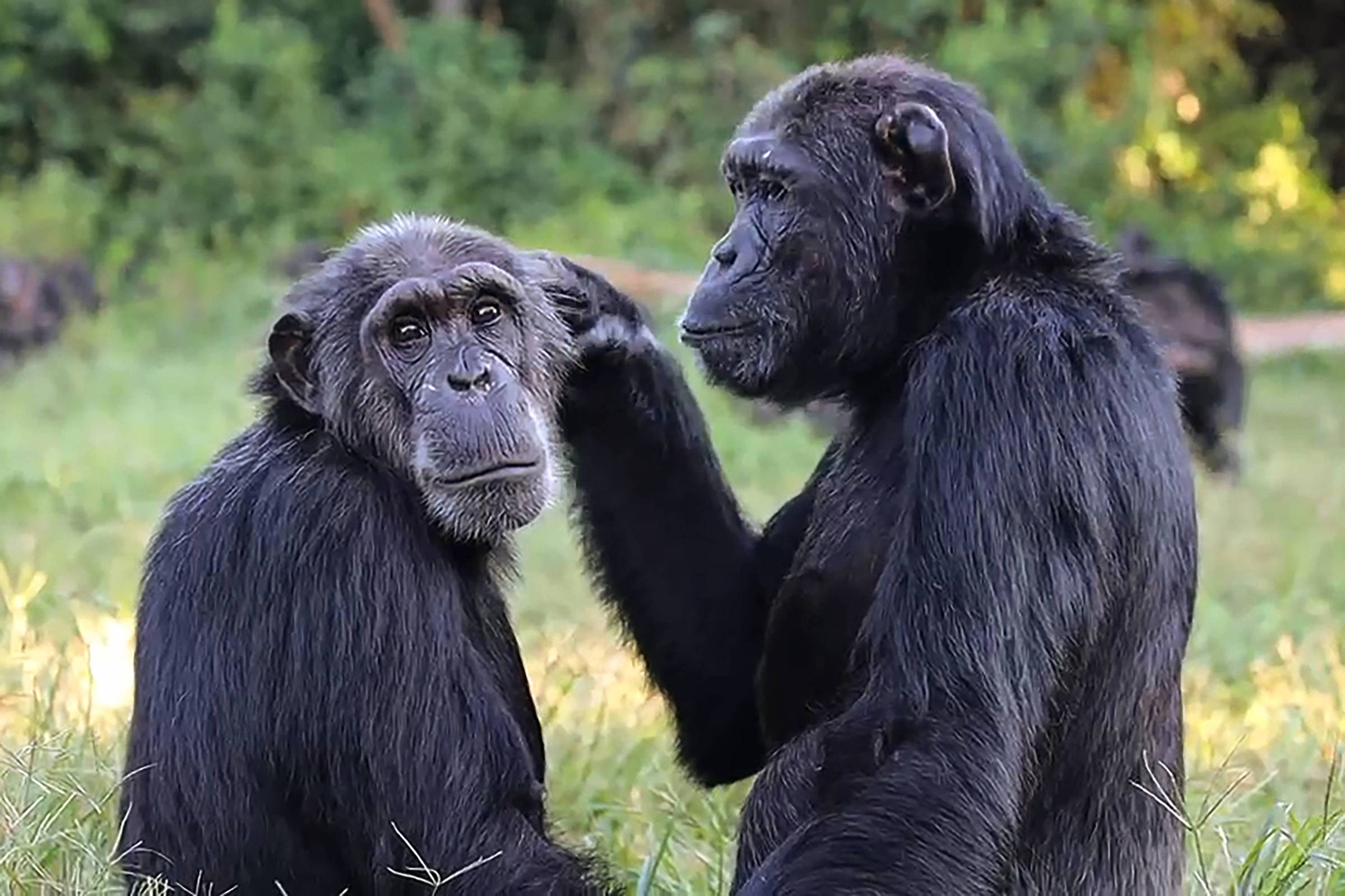 Chimpanzés são menos propensos a roubar comida de amigos - 27/10/2026 - Ciência